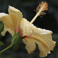 Buy canvas prints of  Hibiscus Cream and Wet Petals by Stephen Silk