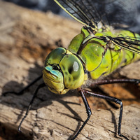 Buy canvas prints of  Dragon Fly, Southern Hawker Male. by Stephen Silk
