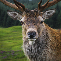 Buy canvas prints of Stag Portrait in the Highlands of Scotland  by Stephen Silk