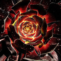Buy canvas prints of Blooming Cosmic by Mark Cummins