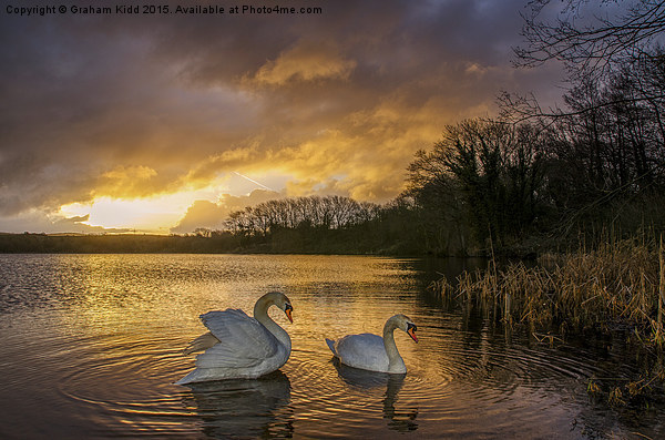  Swans at Sunrise Canvas Print by Graham Kidd