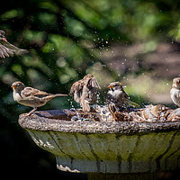 Buy canvas prints of Birds washing by Jonathan Smith
