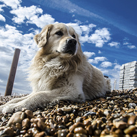 Buy canvas prints of  Dog on the beach by Mark Caplice