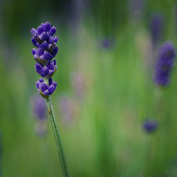 Buy canvas prints of  Lavender by Mark Caplice