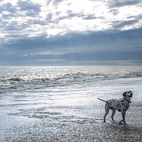 Buy canvas prints of  A dog's life by Mark Caplice