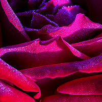 Buy canvas prints of Layers of red rose petals by Vishwanath Bhat