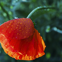 Buy canvas prints of One beautiful red poppy with dew drops by Vishwanath Bhat