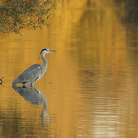 Buy canvas prints of  Heron at sunset by michael freeth