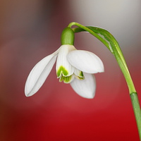 Buy canvas prints of  Snowdrop by michael freeth
