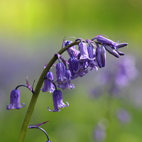 Buy canvas prints of  Bluebell by michael freeth