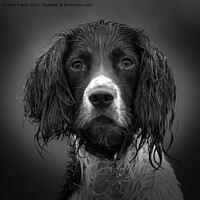 Buy canvas prints of English springer spanial by michael freeth
