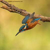 Buy canvas prints of A Kingfisher diving for a fish by michael freeth