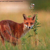 Buy canvas prints of A fox standing in the grass by michael freeth