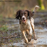 Buy canvas prints of Muddy Springer by michael freeth