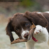 Buy canvas prints of Springer spanial puppy with leaf by michael freeth