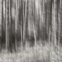 Buy canvas prints of  Forest Light by Kate Barclay