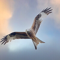 Buy canvas prints of Red Kite in flight by Des O'Connor