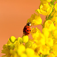 Buy canvas prints of Ladybird by Des O'Connor