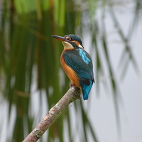 Buy canvas prints of  Kingfisher on perch by Darren and Amanda Leetham