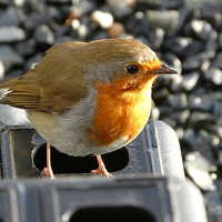 Buy canvas prints of  Robin on step by Darren and Amanda Leetham