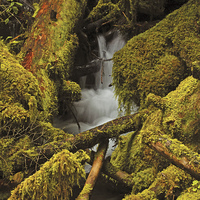 Buy canvas prints of Mossy logs  by Hans Franchesco