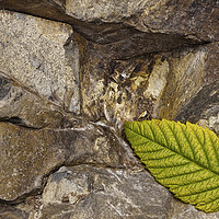 Buy canvas prints of The leaf by Hans Franchesco