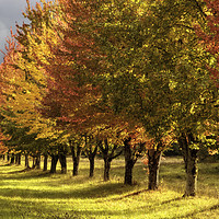 Buy canvas prints of All the Autumn colors by Hans Franchesco