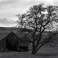 Buy canvas prints of The barn and the tree by Hans Franchesco