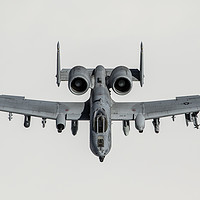 Buy canvas prints of Warthog Head On by Mark Rourke