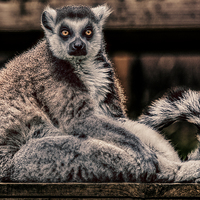 Buy canvas prints of  Lemur by Rafal Adamczyk