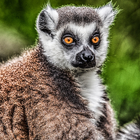 Buy canvas prints of Lemur by Rafal Adamczyk