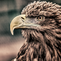 Buy canvas prints of  Eagle by Rafal Adamczyk