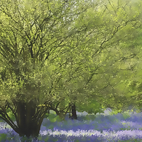 Buy canvas prints of  Painted bluebells :) by Zena Clothier