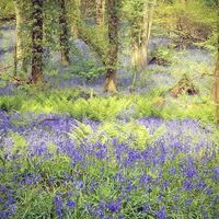 Buy canvas prints of  Painted Bluebell Wooded Carpet by Zena Clothier