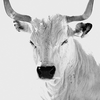 Buy canvas prints of The White Horned Cow by Zena Clothier