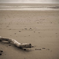 Buy canvas prints of  Driftwood on the Beach by Zena Clothier