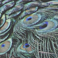 Buy canvas prints of The Peacock Feathers by Zena Clothier