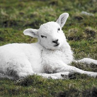 Buy canvas prints of  Spring Lamb by Zena Clothier