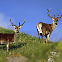 Buy canvas prints of  Deer; Deer; by Zena Clothier