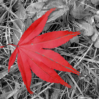 Buy canvas prints of  The Red Leaf by Zena Clothier