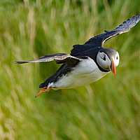 Buy canvas prints of Puffin in flight by Zena Clothier