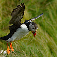 Buy canvas prints of Puffin take off by Zena Clothier