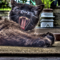 Buy canvas prints of  Tired Cat by Richard Gregson
