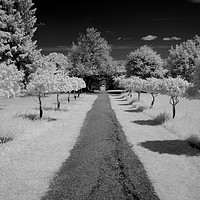 Buy canvas prints of Infrared tree lined path by Sonia Packer