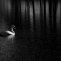 Buy canvas prints of Solitary swan on a Scottish Lake by Sonia Packer
