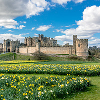 Buy canvas prints of Alnwick Castle Daffodils by Colin Morgan