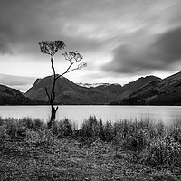 Buy canvas prints of Buttermere Lone Tree by Colin Morgan