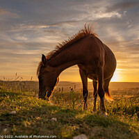 Buy canvas prints of A horse standing on top of a grass covered field by kevin long