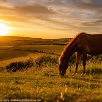Buy canvas prints of A brown horse grazing in an open field by kevin long