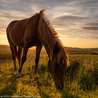 Buy canvas prints of A brown horse grazing on a hill in sussex  by kevin long